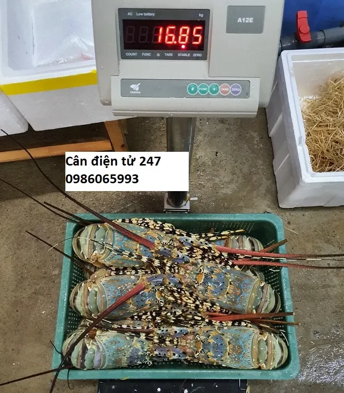 Cân bàn 100kg khung inox đầu cân Xk3190 A12/A12E