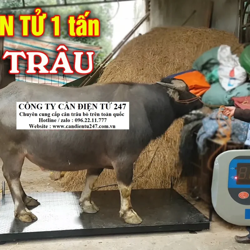 Cân trâu bò điện tử 1 tấn giá tốt nhất tại hà nội